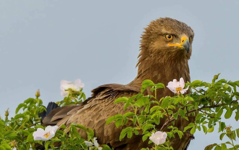 Lesser spotted eagle (c) attila_barsan